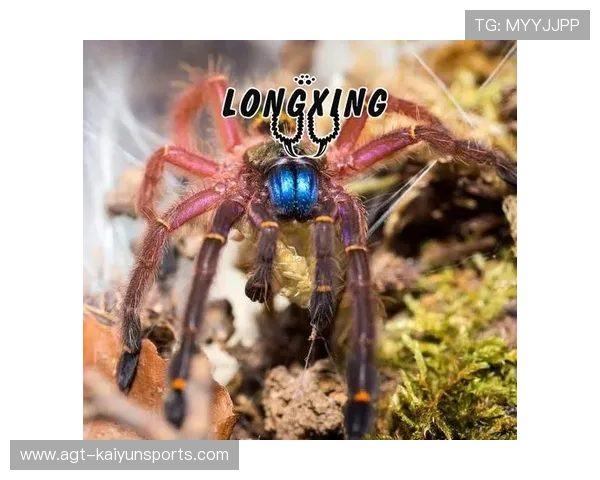 法属圭亚那开展全民体育运动推广计划，法属圭亚那特色文化